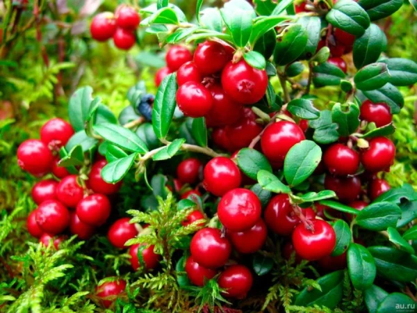 The doctor explained how cranberry can help prevent a serious disease
