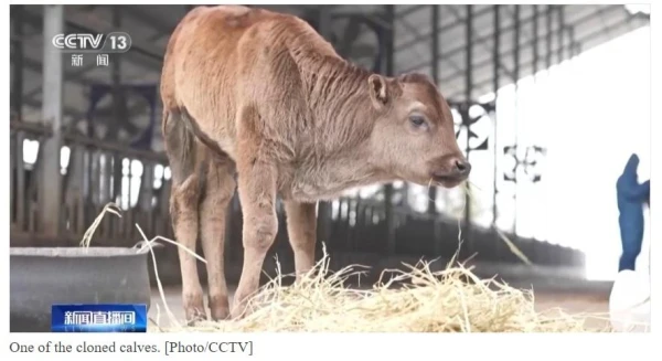 In China, Rare Breed Bulls Successfully Cloned