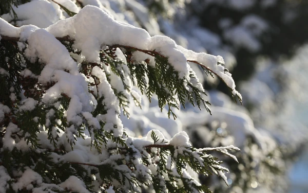 Sunny weather is expected on Thursday