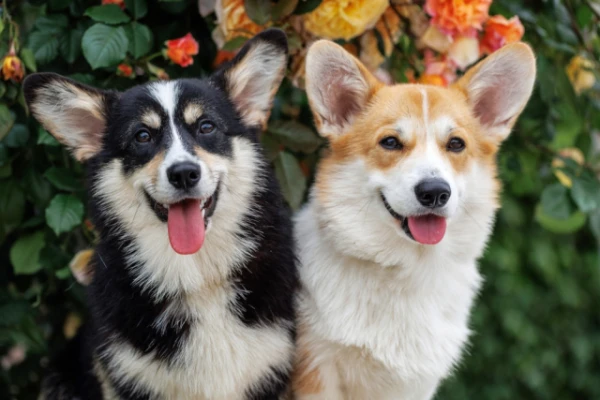 Scientists continue to study dogs and their owners: this time they assessed the expressiveness of pets' faces