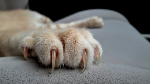 Scientists Prove the Danger of Declawing Cats