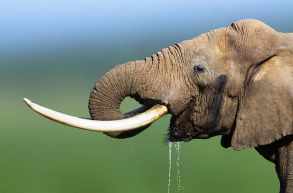 What Are Elephants' Whiskers For? And Where Are They Located?