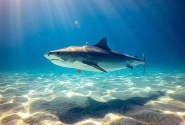 Tiger sharks in Hawaii most often bite people in October. But why?