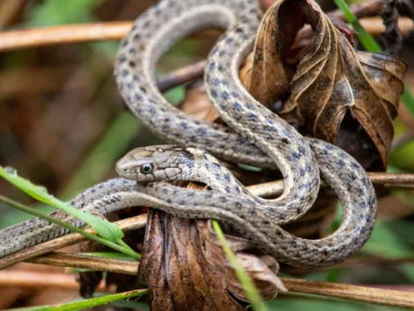 Why Snakes Once Lost Their Limbs