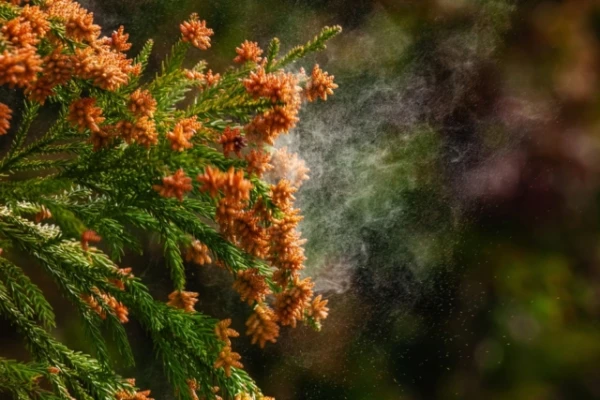 Artificial Lighting Extends Pollen Season and Harms Allergy Sufferers