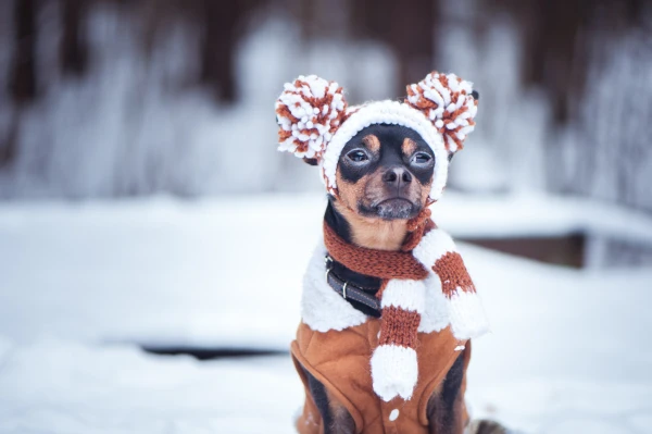 Brutal Cold: Latvian State Service Asks to Care for Freezing Dogs