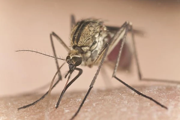 Why Do Mosquitoes Make That Annoying Buzzing Sound in Our Ears?