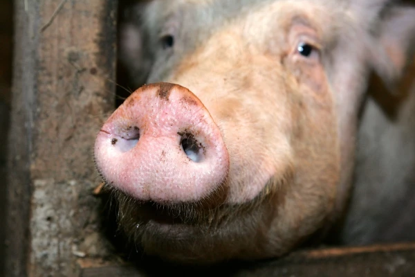 The Ministry of Agriculture will pay more than 900,000 euros for the culling of 22,000 pigs