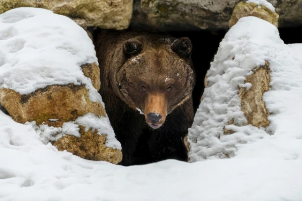 Do Animals Freeze During Hibernation?