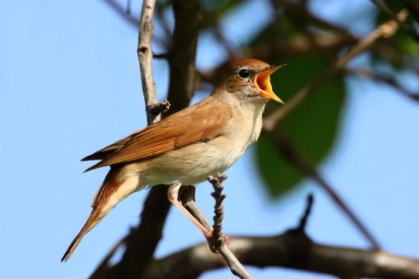 Nightingales Coordinate Their Songs During 'Vocal Duels'