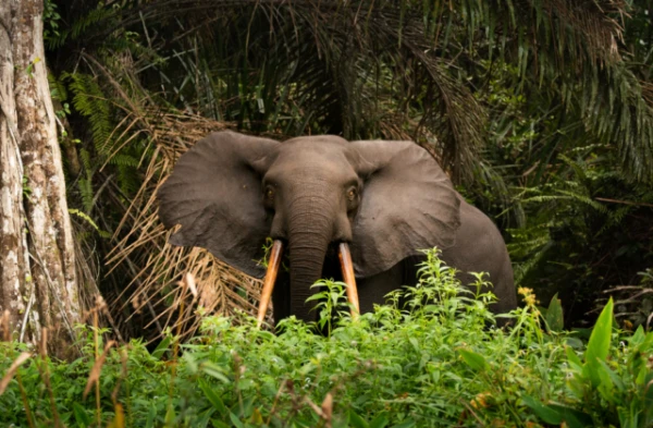 Forest elephants use farms as pharmacies