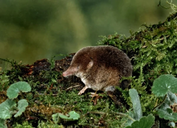 Small Mammals Shrink Their Brains to Survive Winter
