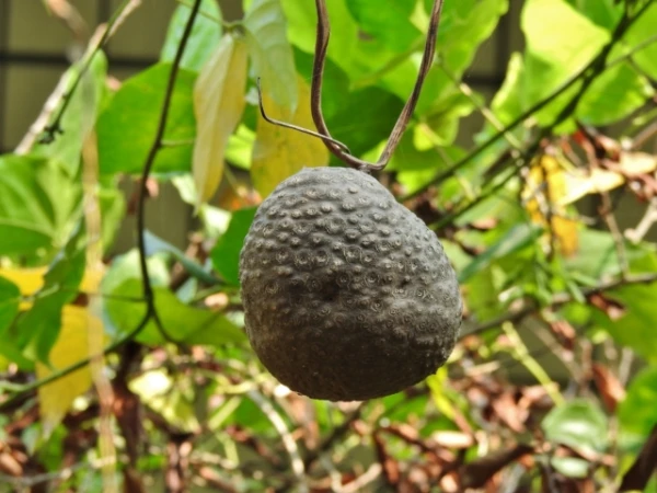 This plant can manipulate birds using fake berries