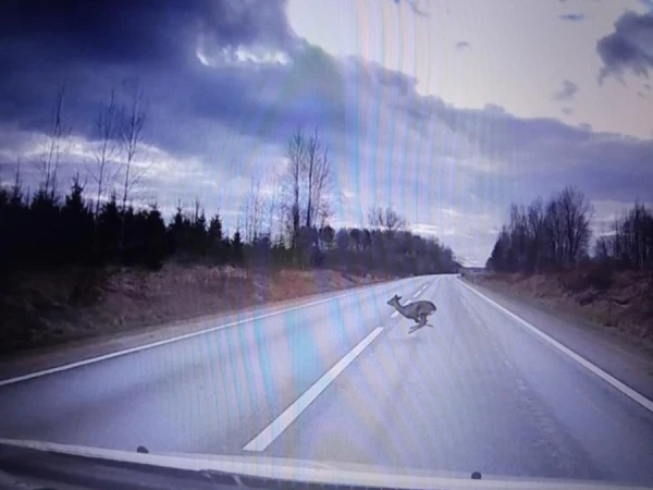 Zombie Deer: Where Do Strange Animals Come From?