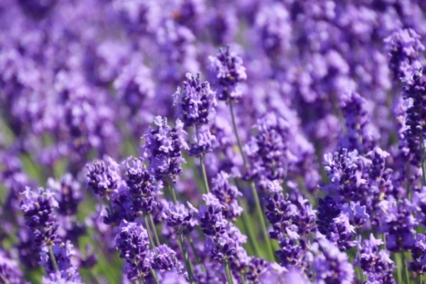 Lavender Waste Used in Creating Innovative Batteries