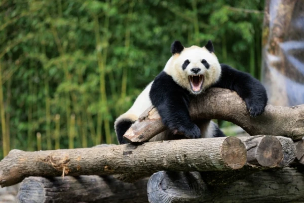Pandas Do Not Kill People, But That Doesn't Mean They Are Safe