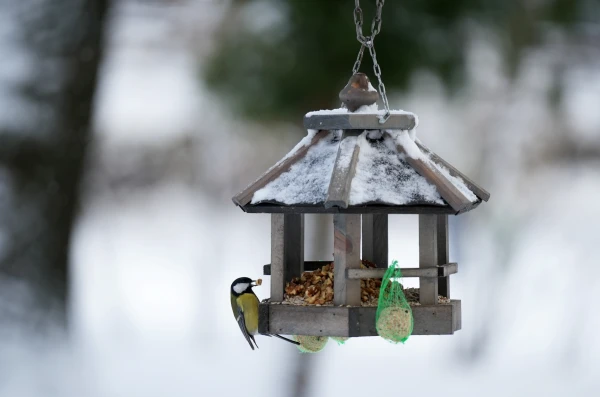 More than 12,500 birds counted at feeders and in gardens