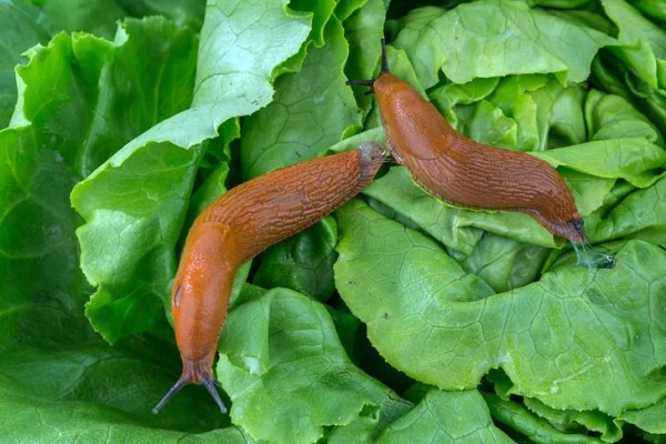 Can a strong frost destroy Spanish slugs?