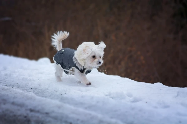 Veterinarian Warns About the Dangers of Frosty Walks for Dogs
