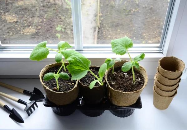 The Season Has Begun: Which Crops to Plant for Seedlings in February