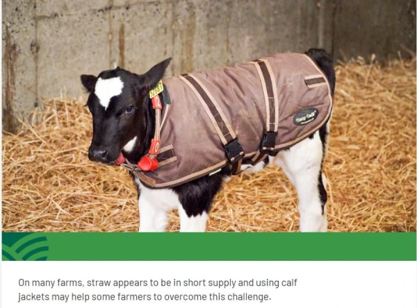 Irish Farmers Begin Purchasing Jackets for Calves