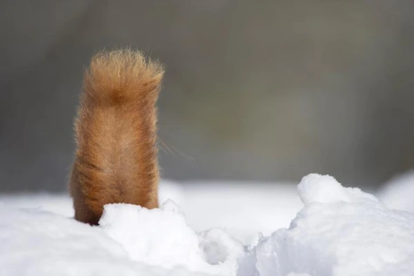 What are the functions of the tail in mammals?