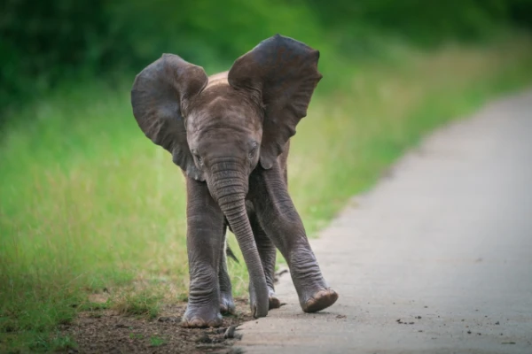 Hello, Elephant! Ways of Greeting Among Elephants Have Captivated Scientists