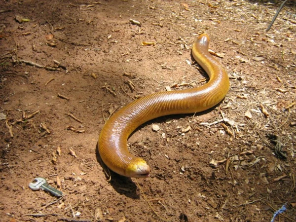 Why Snakes Cannot Crawl Backwards, but Amphisbaenians Can?