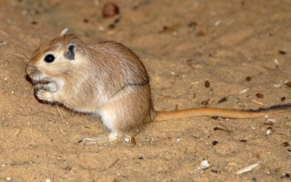 How do animals in the desert meet their water needs?