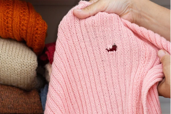 The Invisible Enemy in the Closet: How to Get Rid of Moths and Preserve Your Clothes