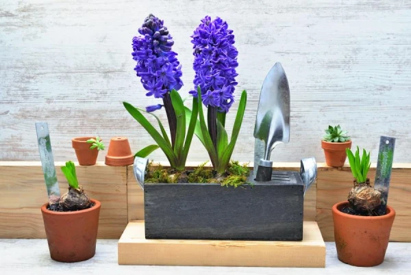 Why is blue so rarely found in nature among plants and animals?