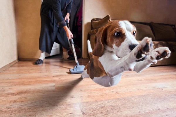Why Dogs Are Afraid of Vacuums and How to Help Your Pet