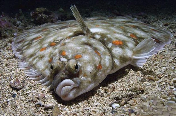 An Association for Promoting Halibut Has Been Established in Alaska