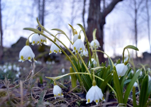 Phenologist revealed when 'the air will smell of spring'