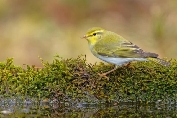These Birds Really Can Predict the Weather