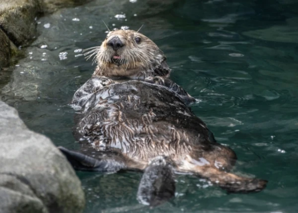New Menu: Wolves Observed Hunting Sea Otters