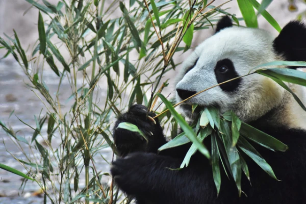 What do pandas eat besides bamboo?
