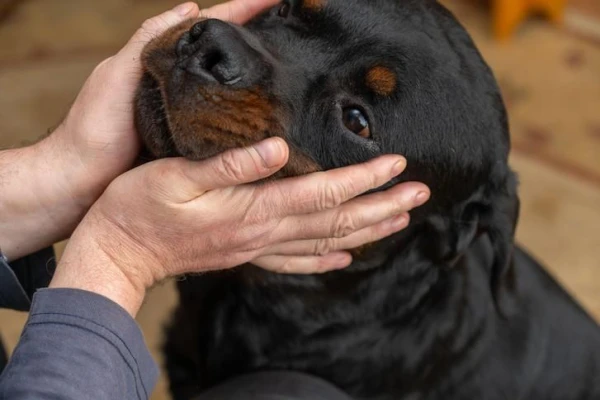 Demand for Personal Protection Dogs Rises in Britain
