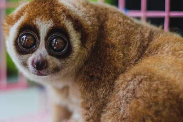 Among primates, there is only one venomous species — and it looks quite cute