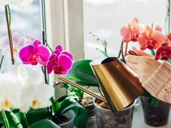 Recommendations for Orchid Lovers — How to Water the Flower in Cold Weather