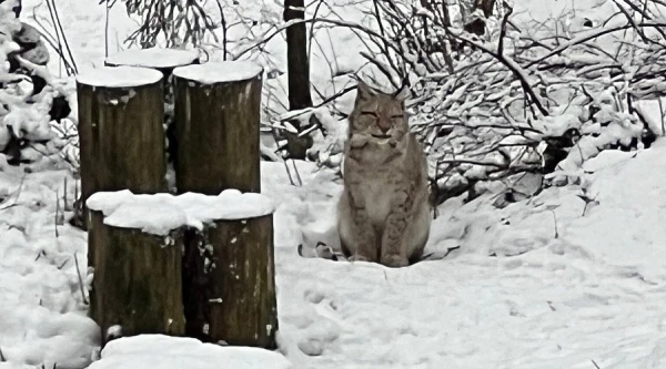 Valentine's Day Evening by Lantern Light: Ligatne Nature Reserve Invites You to the Walk 'Meeting Animals in the Dark'