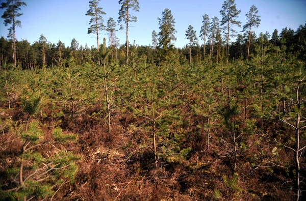 At the Forest's Edge: Latvia's Economy Has Been Divided into Sections Until 2050