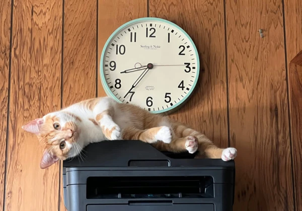 Total Shutdown: Printers Stop Working with Windows