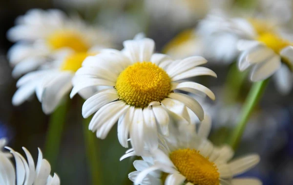 Why is chamomile called that?