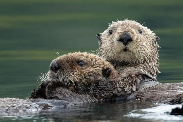 Natural Mechanism: How Otters Retain Heat in Cold Oceans