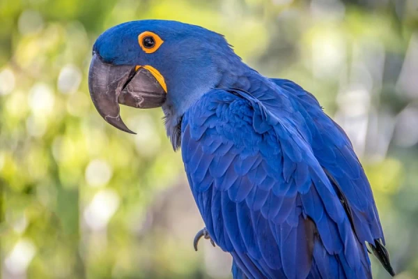 Is it necessary to trim a parrot's beak?