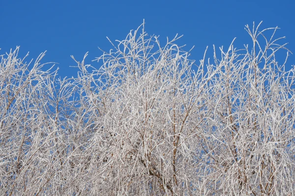 On Tuesday, light snow is expected in some areas; it was -29 degrees in the morning