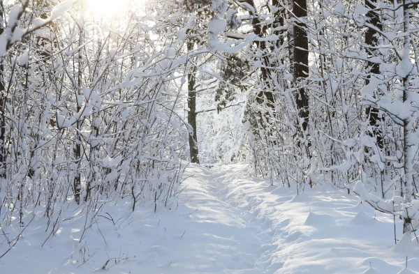 By the second half of the week, snow depth may exceed half a meter