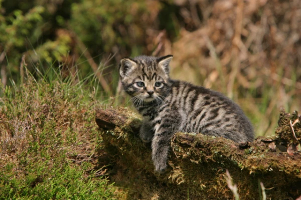 How Purebred Scottish Wild Cats No Longer Exist