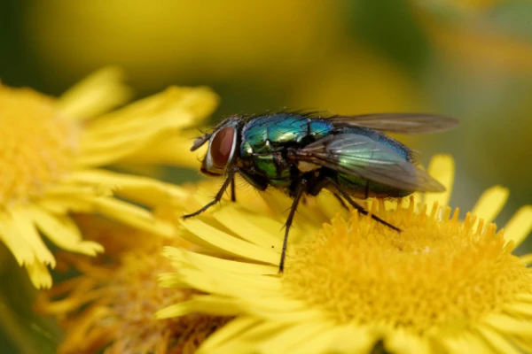 Scientists Discover How a Fly Lands on the Ceiling